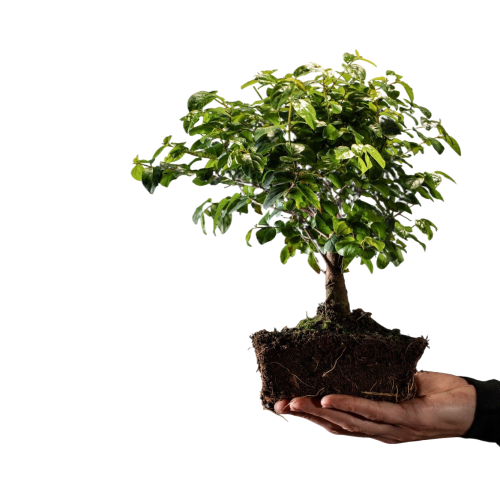 side-view-hand-holding-little-tree